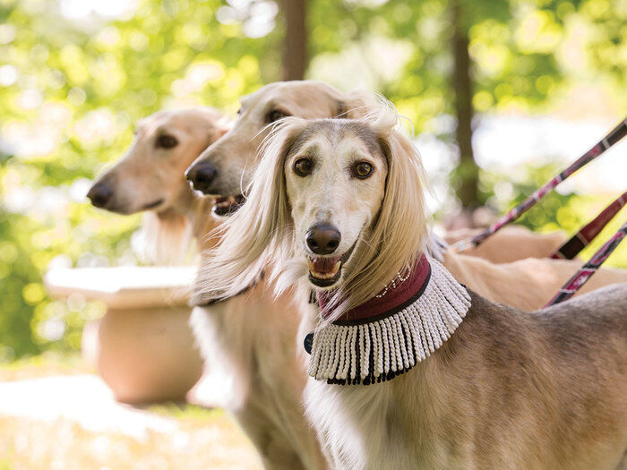 UC Saluki Dog Walk on Campus